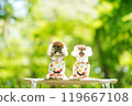 A dog basking in the sunlight of fresh greenery 119667108