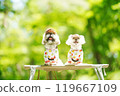 A dog basking in the sunlight of fresh greenery 119667109