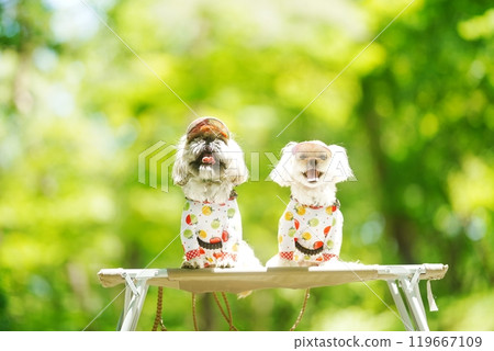 A dog basking in the sunlight of fresh greenery 119667109
