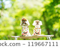 A dog basking in the sunlight of fresh greenery 119667111