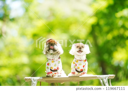 A dog basking in the sunlight of fresh greenery 119667111