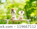 A dog basking in the sunlight of fresh greenery 119667112