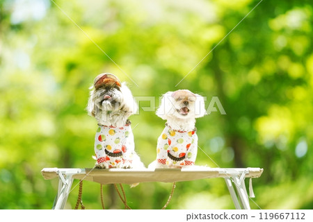 A dog basking in the sunlight of fresh greenery 119667112