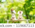 A dog basking in the sunlight of fresh greenery 119667113