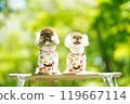 A dog basking in the sunlight of fresh greenery 119667114