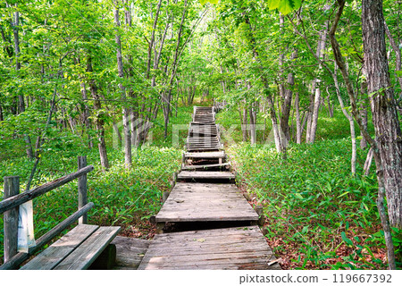 北海道釧路濕原的濕地觀察長廊 119667392