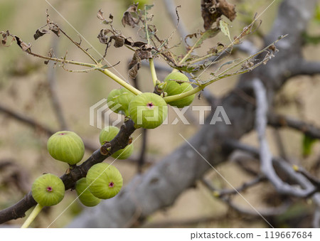 Figs still green Figs still green 119667684