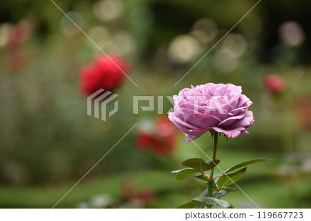 紫色秋玫瑰 119667723