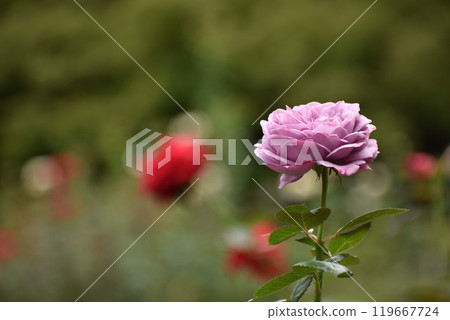 紫色秋玫瑰 紫色秋玫瑰 119667724