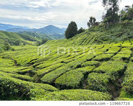 Tea fields on the plateau, Cameron Highlands, Malaysia Tea fields on the plateau, Cameron Highlands, Malaysia 119667728