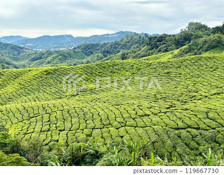 Tea fields on the plateau, Cameron Highlands, Malaysia Tea fields on the plateau, Cameron Highlands, Malaysia 119667730