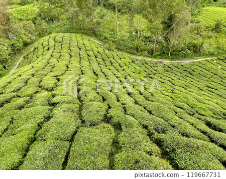 Tea fields on the plateau, Cameron Highlands, Malaysia Tea fields on the plateau, Cameron Highlands, Malaysia 119667731