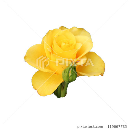 Yellow rose flower with bud - color photo on white background, isolate for design Yellow rose flower with bud - color photo on white background, isolate for design 119667783