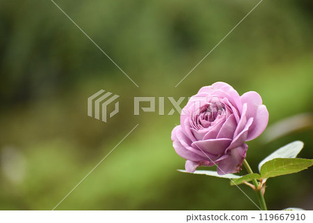 Purple autumn roses Purple autumn roses 119667910