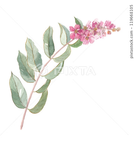 巴納巴香桃木花和葉子畫水彩 巴納巴香桃木花和葉子畫水彩 119668105