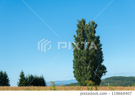 [Autumn scenery of Ken and Mary's Tree in Biei Town] 119668407