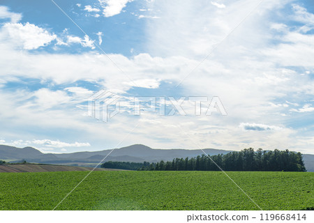 [Biei Town: Nameless forests and mountains] 119668414