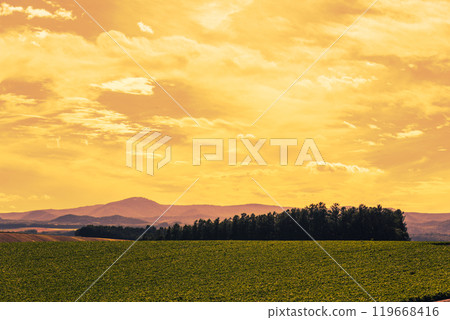 【美瑛町、無名森林、山景夜景】 【美瑛町、無名森林、山景夜景】 119668416