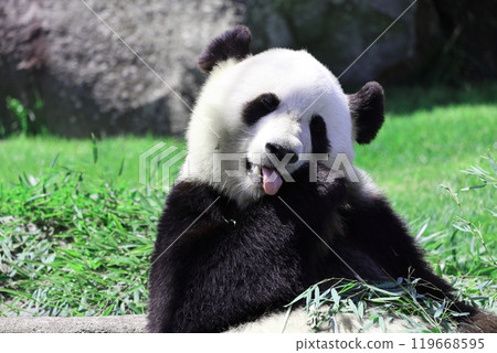 Cute panda Yuihama sticking out her tongue 119668595