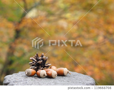 Autumn image materials: acorns, pine cones and autumn leaves 119668708