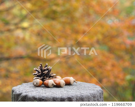 Autumn image materials: acorns, pine cones and autumn leaves 119668709