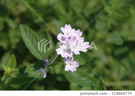 Flowers in the large flowerbed at the Autumn Satoyama Garden Festival before the autumnal equinox Flowers in the large flowerbed at the Autumn Satoyama Garden Festival before the autumnal equinox 119668774