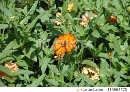 Flowers in the large flowerbed at the Autumn Satoyama Garden Festival before the autumnal equinox 119668778