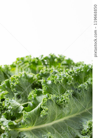 Fresh kale 119668850