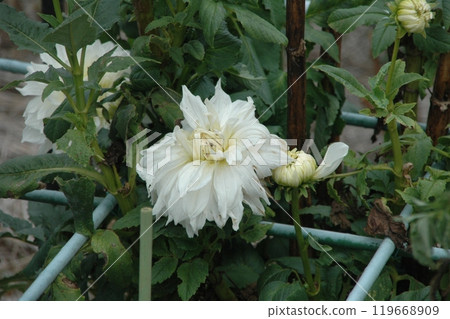 秋分後，町田大麗花花園裡色彩繽紛的大麗花 119668909