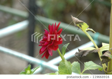 秋分後，町田大麗花花園裡色彩繽紛的大麗花 119668916