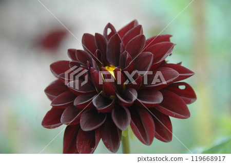 秋分後，町田大麗花花園裡色彩繽紛的大麗花 119668917