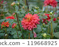 Colorful dahlias at Machida Dahlia Garden just after the autumn equinox Colorful dahlias at Machida Dahlia Garden just after the autumn equinox 119668925