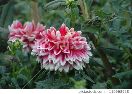 Colorful dahlias at Machida Dahlia Garden just after the autumn equinox 119668928