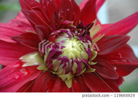 Colorful dahlias at Machida Dahlia Garden just after the autumn equinox 119668929