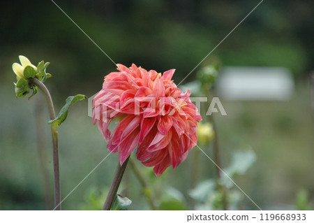Colorful dahlias at Machida Dahlia Garden just after the autumn equinox 119668933