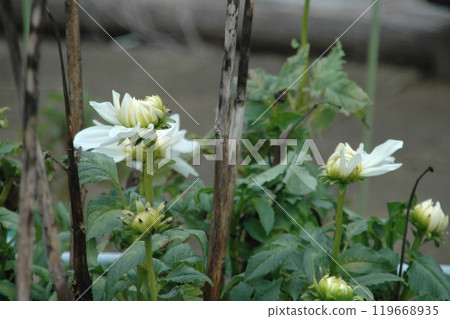 Colorful dahlias at Machida Dahlia Garden just after the autumn equinox 119668935