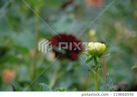 Colorful dahlias at Machida Dahlia Garden just after the autumn equinox 119668936