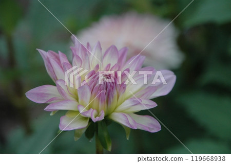 Colorful dahlias at Machida Dahlia Garden just after the autumn equinox 119668938