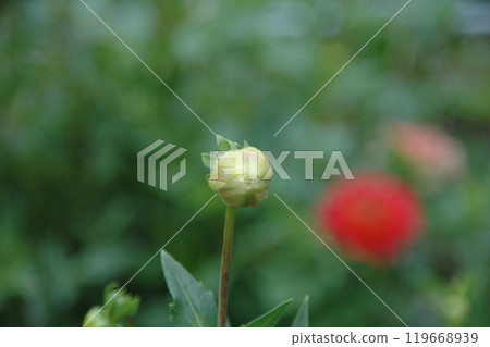 Colorful dahlias at Machida Dahlia Garden just after the autumn equinox 119668939