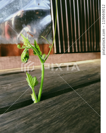 The top of a yellow pumpkin plant sticking out appears on the board The top of a yellow pumpkin plant sticking out appears on the board 119669012