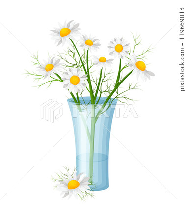 Chamomile. A bouquet of chamomile in a vase with water. Chamomile flowers. A medicinal plant. Vector illustration isolated on a white background. Chamomile. A bouquet of chamomile in a vase with water. Chamomile flowers. A medicinal plant. Vector illustration isolated on a white background. 119669013