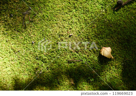 Japanese landscape: Fallen leaves and beautiful green moss Japanese landscape: Fallen leaves and beautiful green moss 119669023