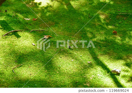 Japanese landscape: Fallen leaves and beautiful green moss Japanese landscape: Fallen leaves and beautiful green moss 119669024