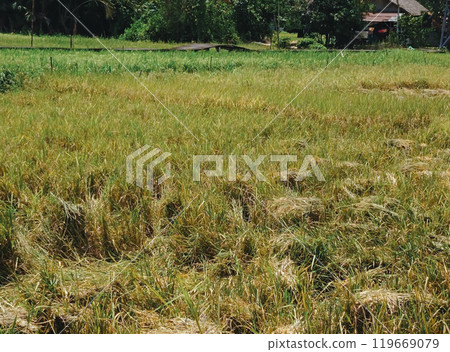 Rice in a rice field that has been harvested Rice in a rice field that has been harvested 119669079