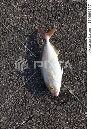 Amberjack, Shio, Kanpachi Amberjack, Shio, Kanpachi 119669127