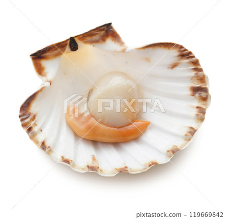 Raw scallop on white background Raw scallop on white background 119669842