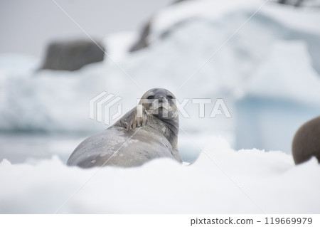 Close-up of a Weddell seal -Leptonychotes weddellii- resting on a small iceberg near Danco Island on the Antarctic peninsula Close-up of a Weddell seal -Leptonychotes weddellii- resting on a small iceberg near Danco Island on the Antarctic peninsula 119669979