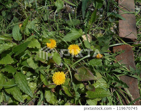 蒲公英 蒲公英 119670745