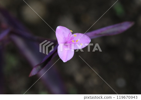 Pink flowers and purple leaves of Murasakigoten blooming in a park in autumn Pink flowers and purple leaves of Murasakigoten blooming in a park in autumn 119670943
