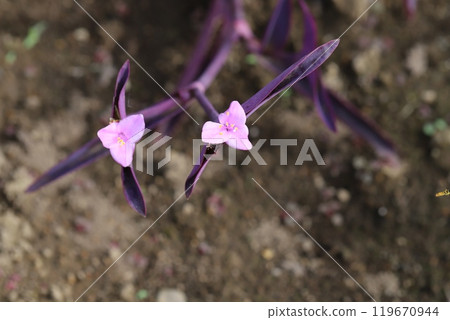 紫羅蘭禦天的粉紅色花朵和紫色葉子在秋季公園盛開 119670944